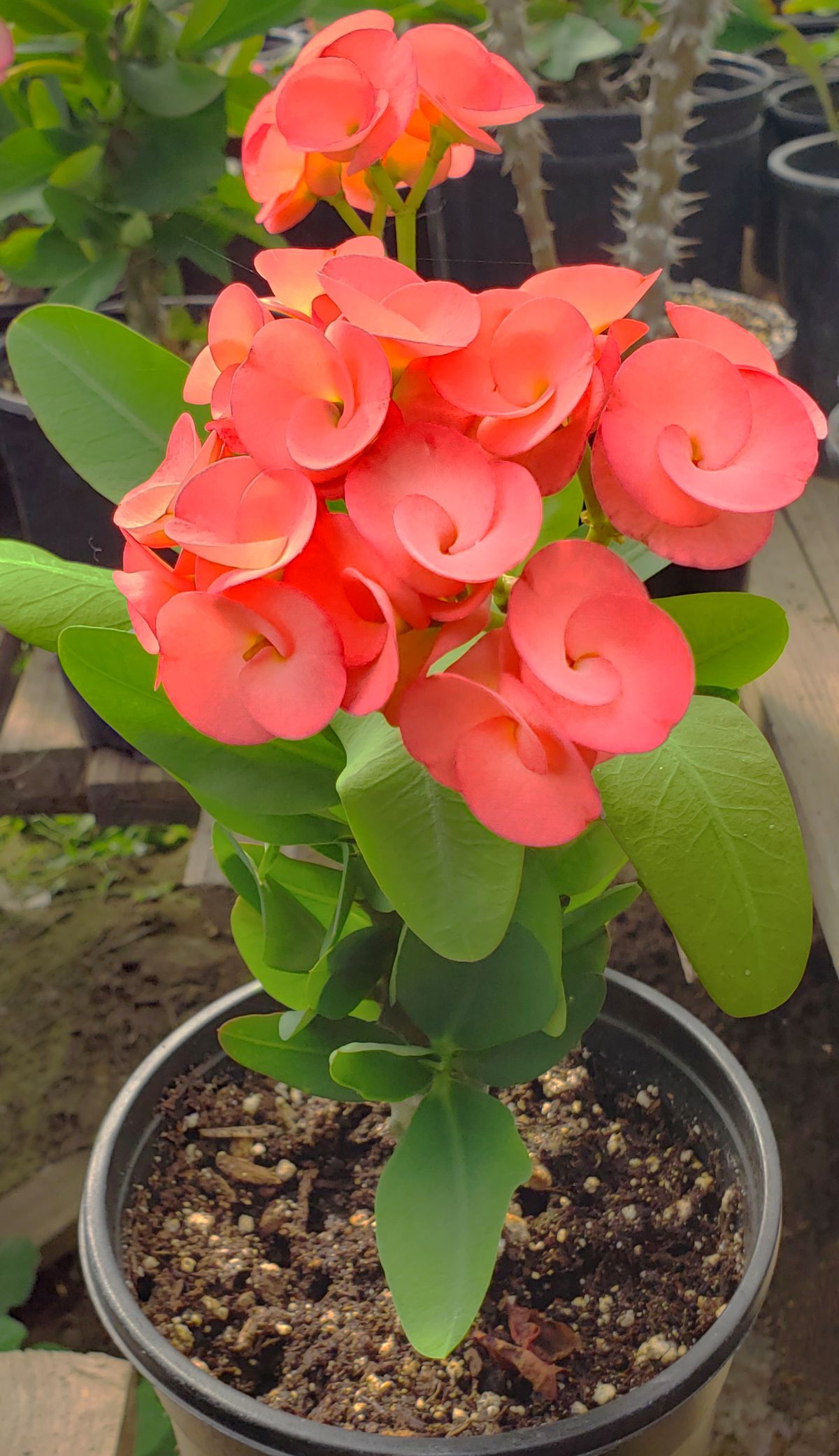 Euphorbia milii